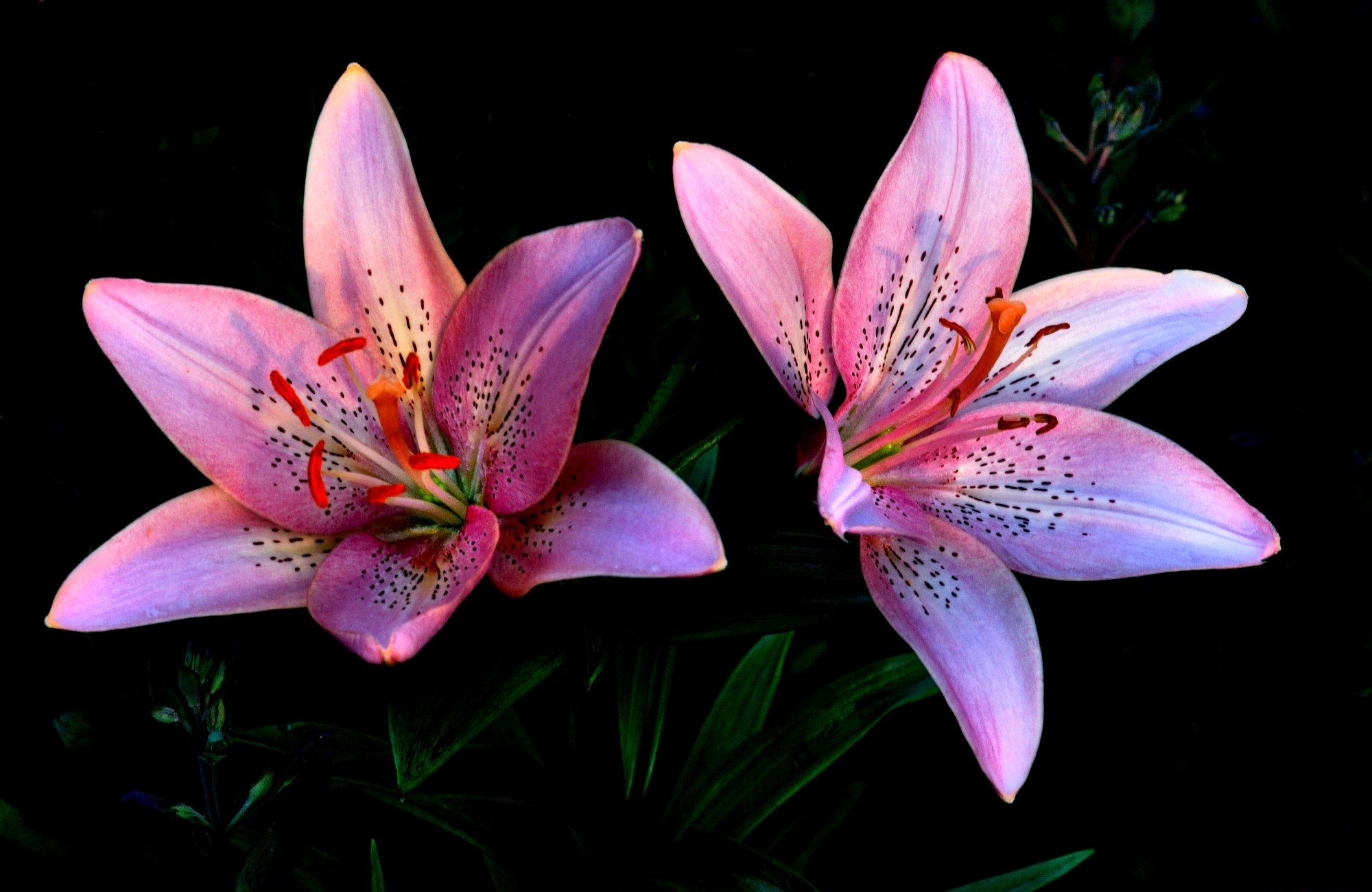 Download Nature Lily HD Wallpaper