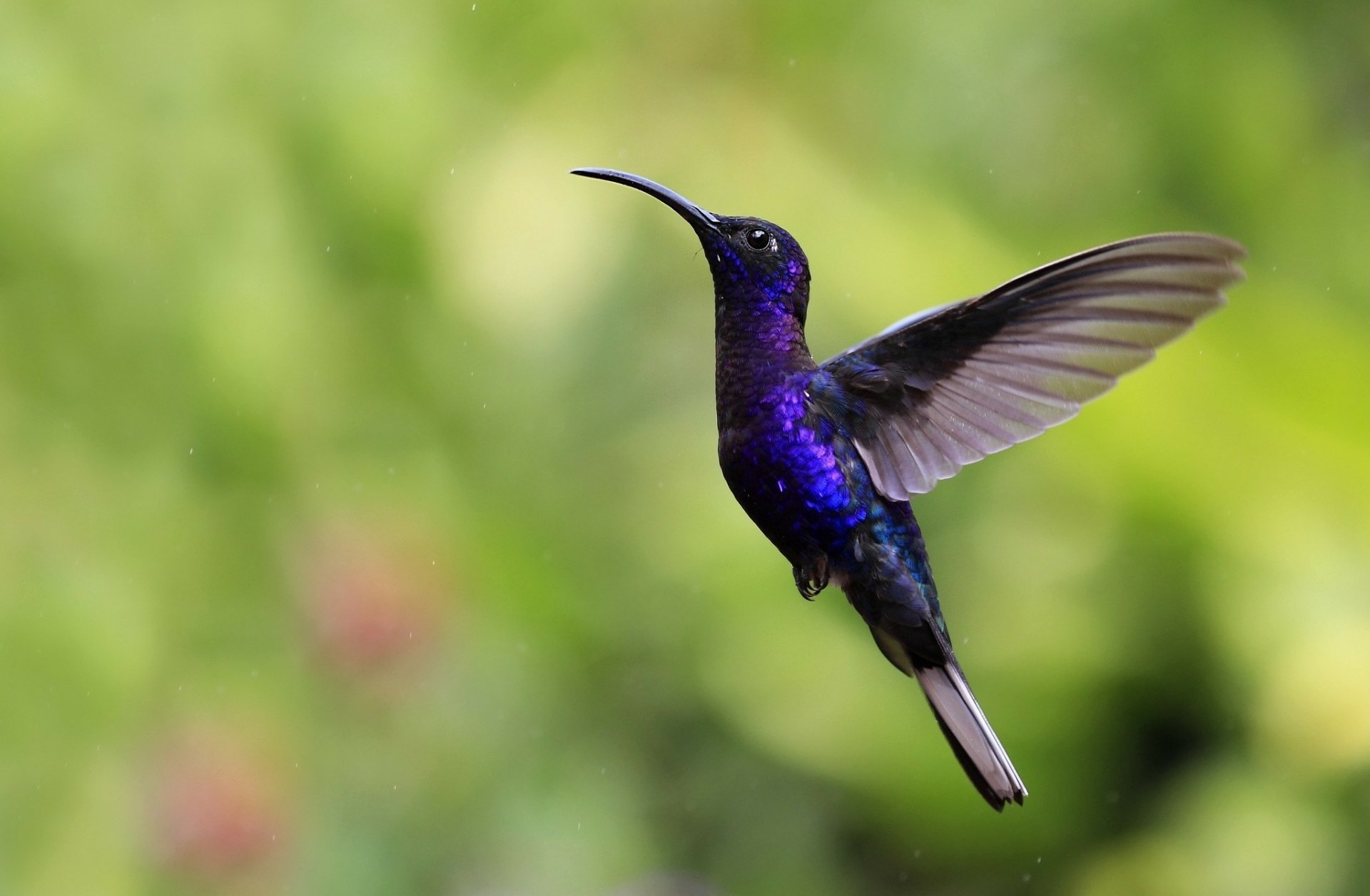 Iridescent purple hummingbird hovering against soft green bokeh — HD PC desktop wallpaper and background.