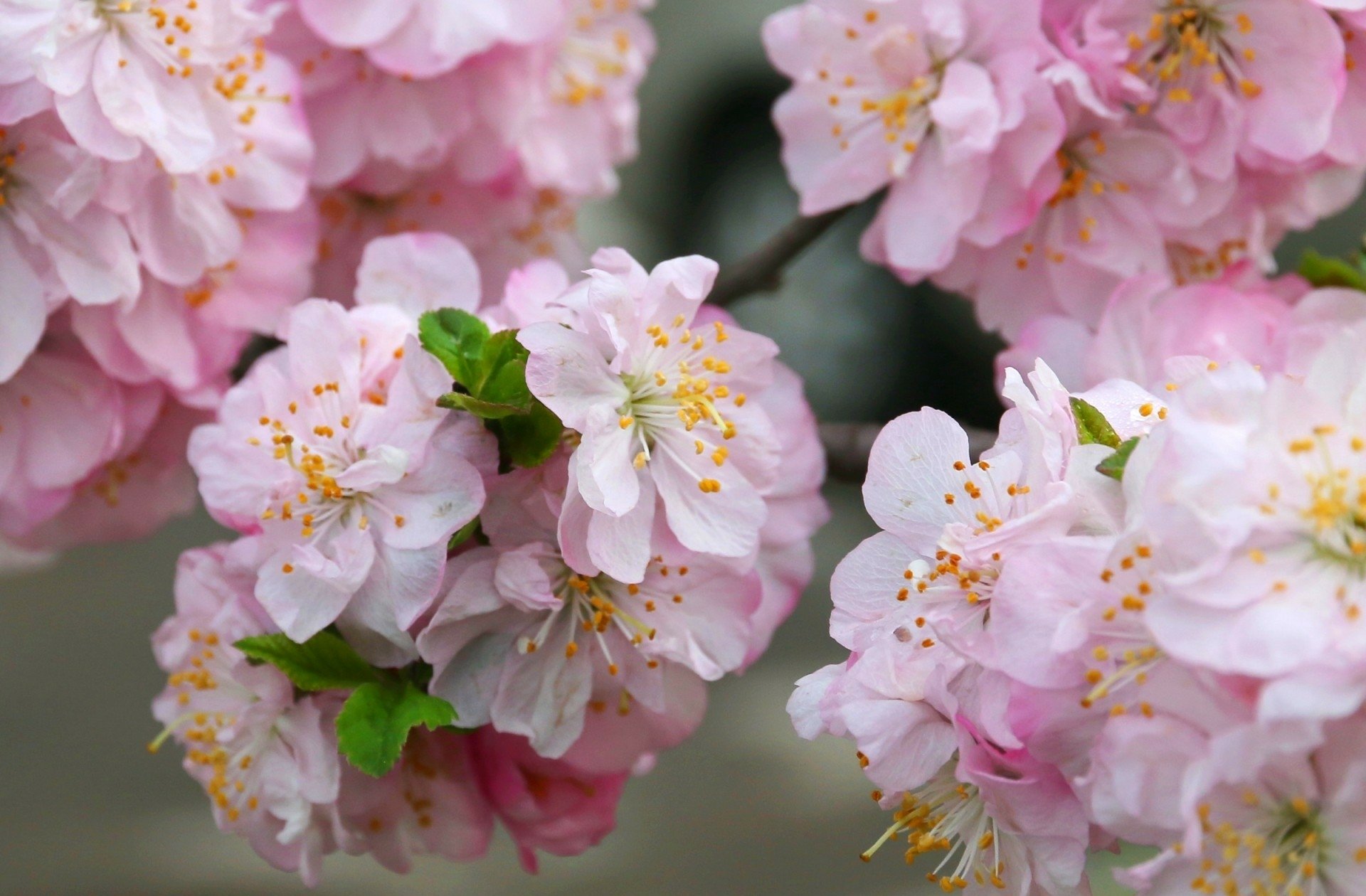 HD desktop wallpaper featuring close-up pink sakura blossoms in full bloom, showcasing delicate petals and green leaves against a soft natural background.