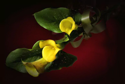 calla nature calla lily HD Desktop Wallpaper | Background Image