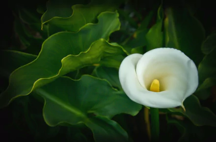 HD PC desktop wallpaper featuring a close-up of a white calla lily surrounded by lush green leaves in a natural setting.