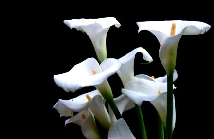 HD PC desktop wallpaper featuring elegant white calla lilies in full bloom against a black background, highlighting the natural beauty of these flowers.