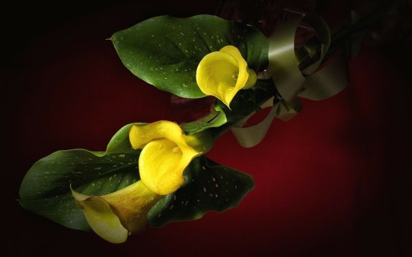 Nature Calla Lily Flowers Calla HD Wallpaper | Background Image