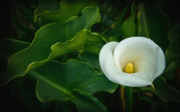 HD PC desktop wallpaper featuring a close-up of a white calla lily surrounded by lush green leaves in a natural setting.