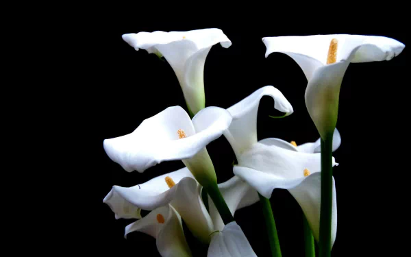 HD PC desktop wallpaper featuring elegant white calla lilies in full bloom against a black background, highlighting the natural beauty of these flowers.