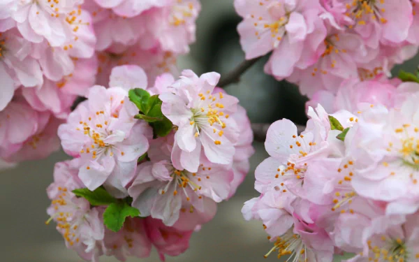 nature sakura HD Desktop Wallpaper | Background Image