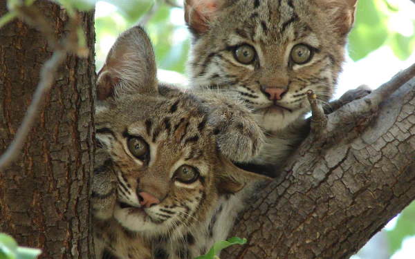 Animal ocelot HD Desktop Wallpaper | Background Image