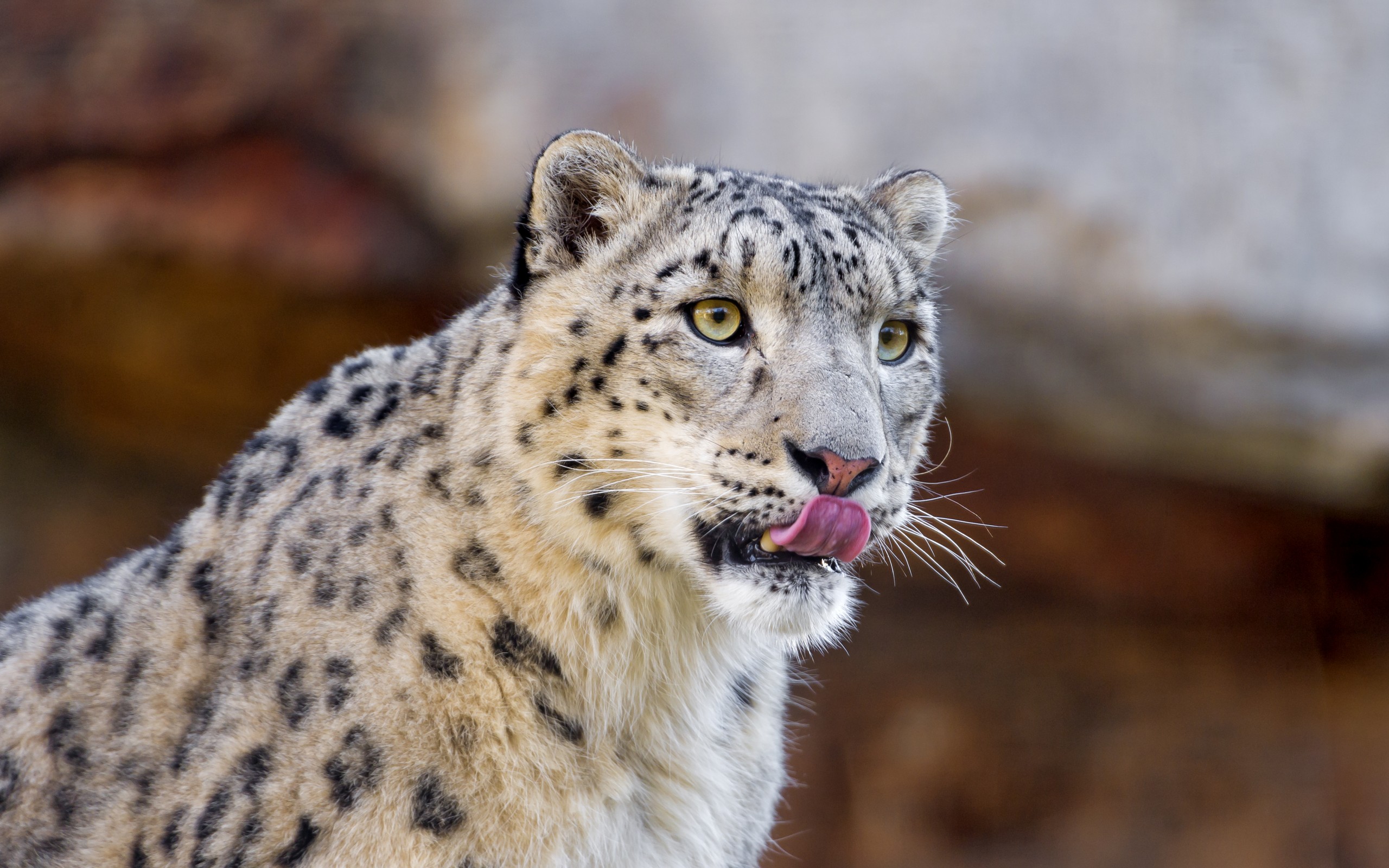 Download Animal Snow Leopard HD Wallpaper