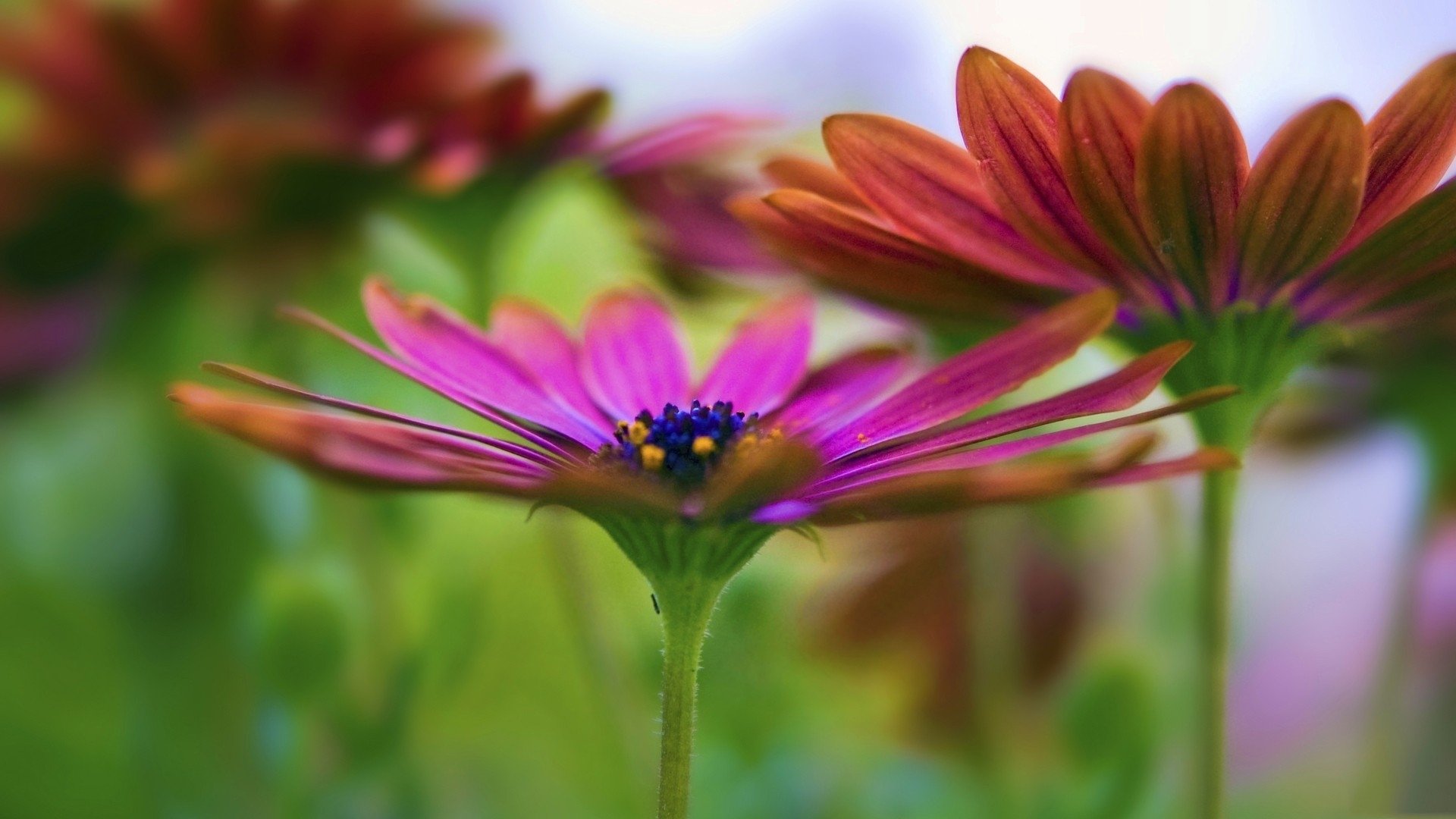 Download Nature Flower HD Wallpaper