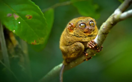 Macro shot of a tarsier clinging to a branch in vibrant green foliage, captured in high definition for a desktop wallpaper and background.