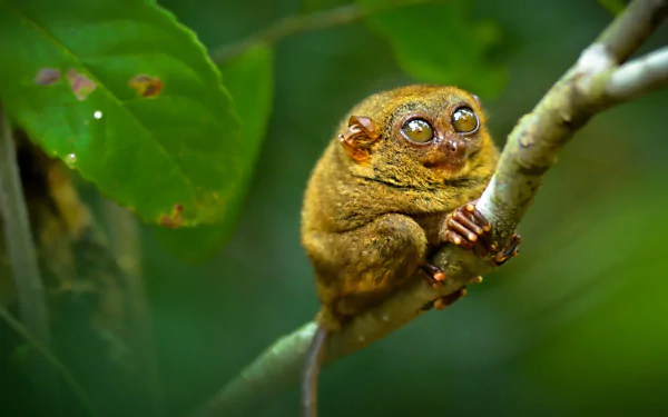 Macro shot of a tarsier clinging to a branch in vibrant green foliage, captured in high definition for a desktop wallpaper and background.