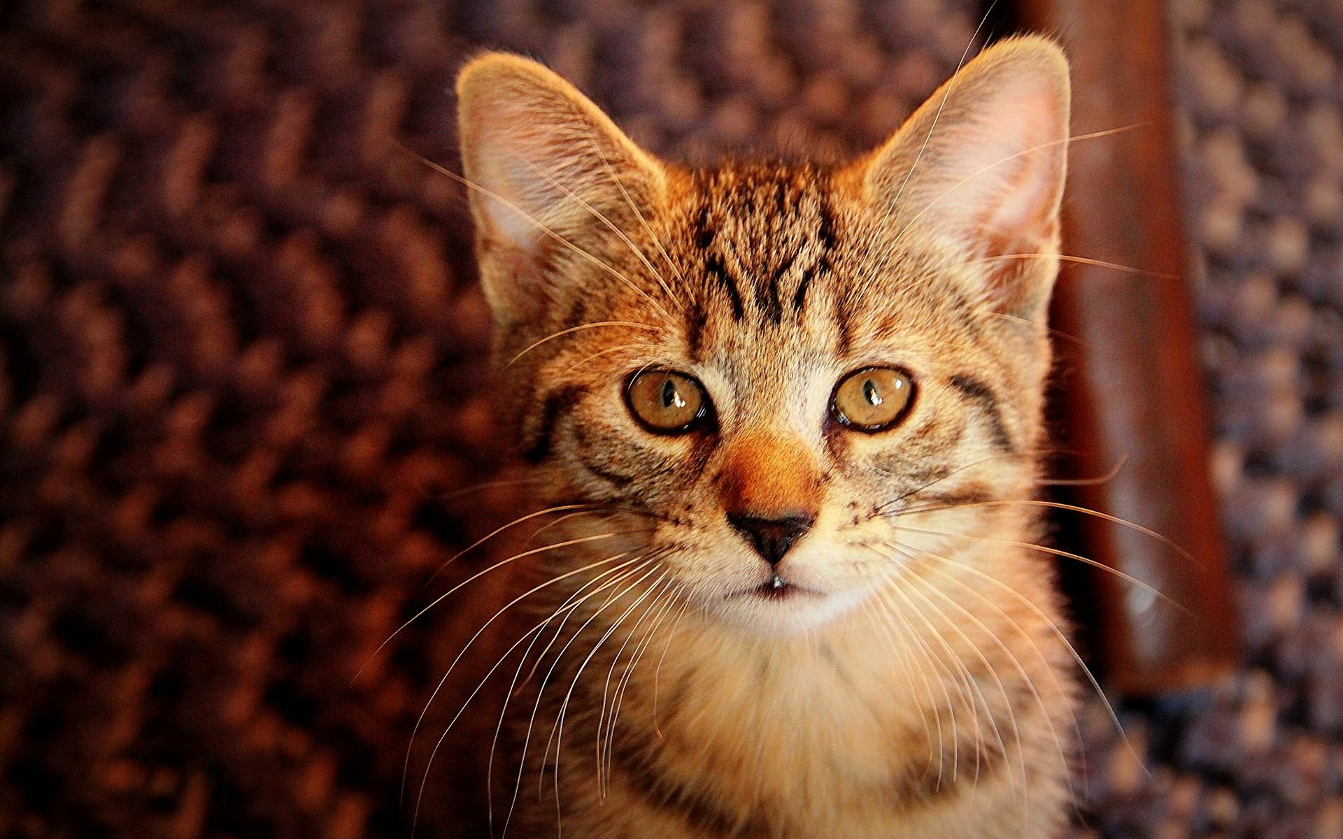 Download Animal Cat HD Wallpaper | 1920x1200 | Wallpaper Abyss