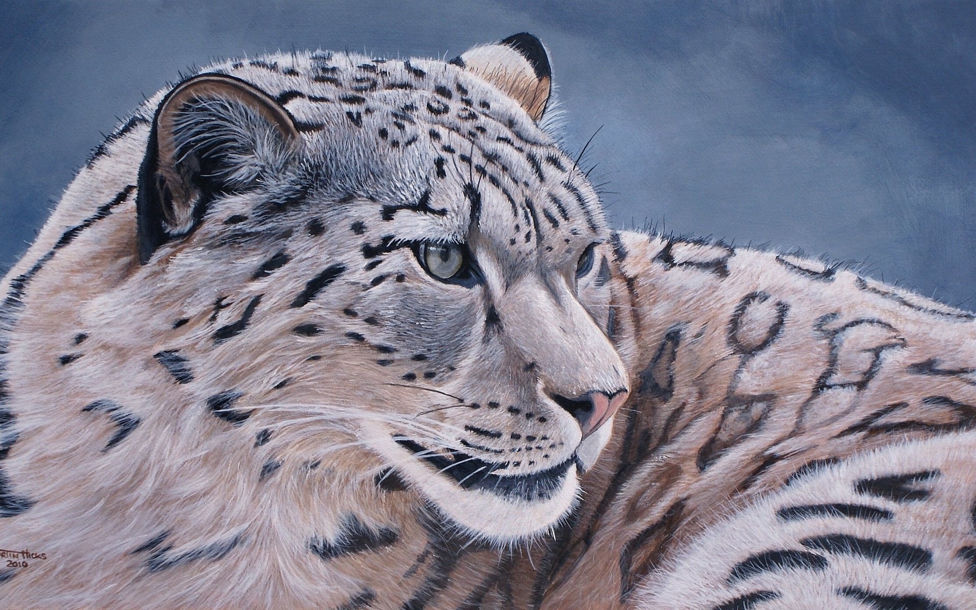 Snow Leopard Hd Wallpaper | Background Image | 1920X1200 | Id:534660