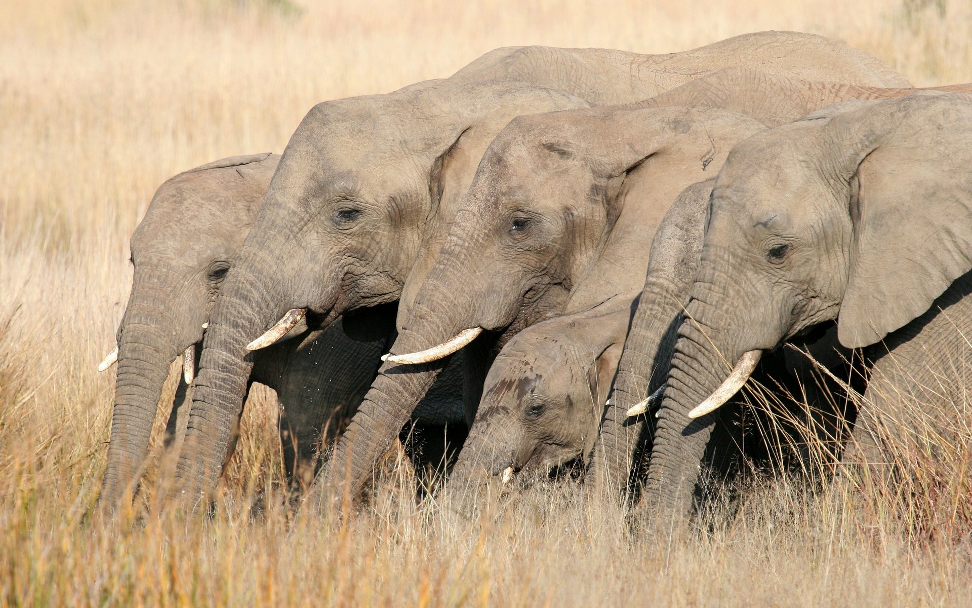 Download Animal African Bush Elephant HD Wallpaper