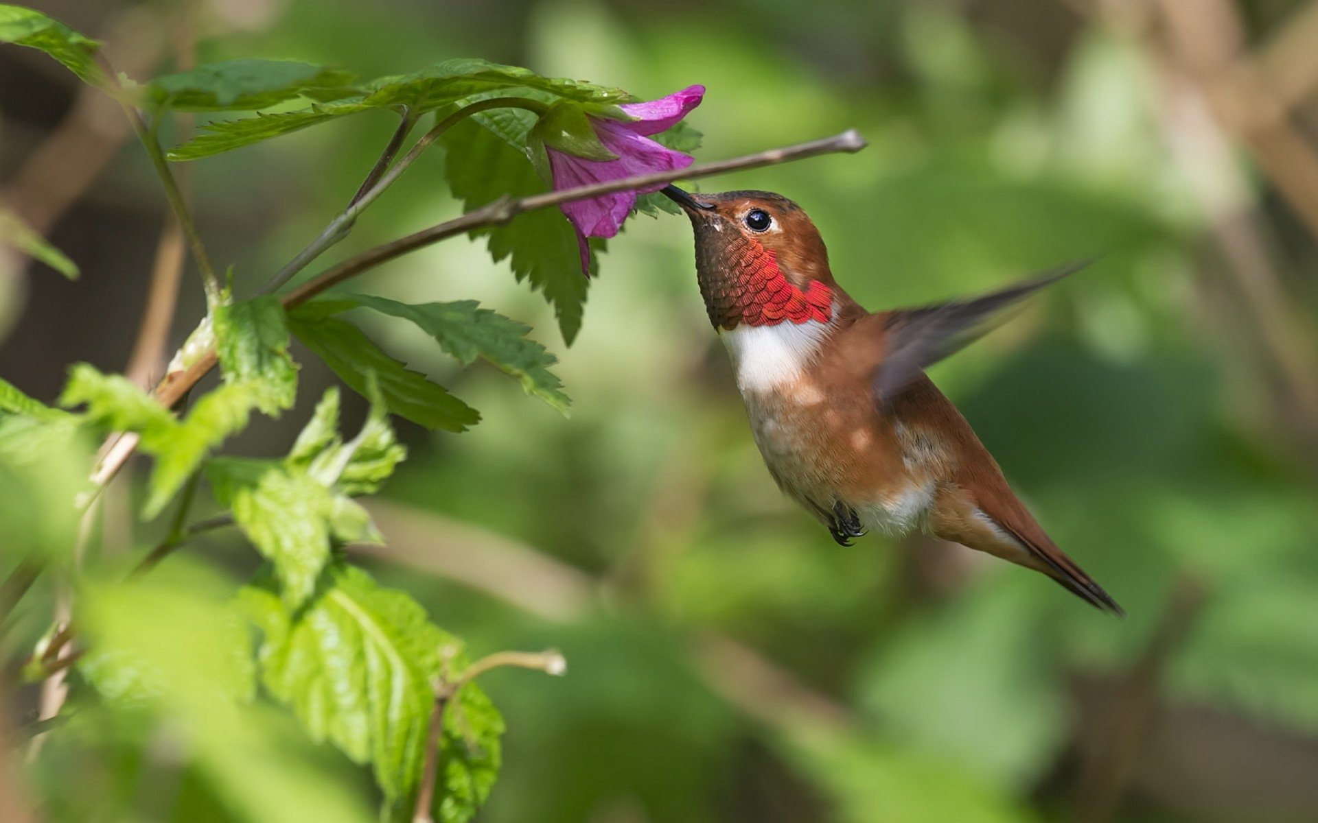 HD desktop wallpaper featuring a vibrant hummingbird hovering near a purple flower amidst lush green foliage.
