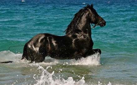 HD desktop wallpaper featuring a majestic black horse running through the turquoise waves of the ocean.