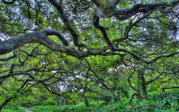 man made Golden Gate Park HD Desktop Wallpaper | Background Image
