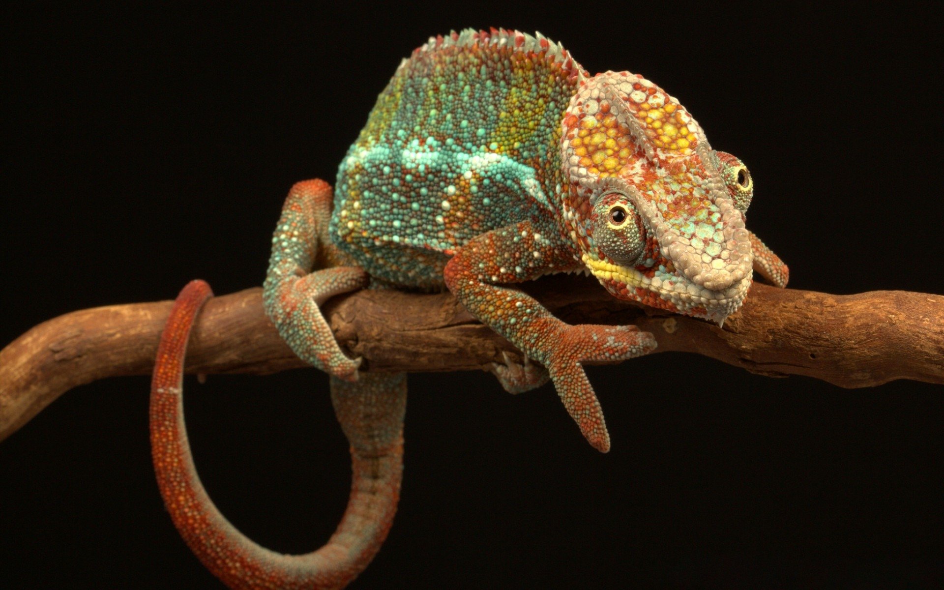 Chameleon HD Wallpaper