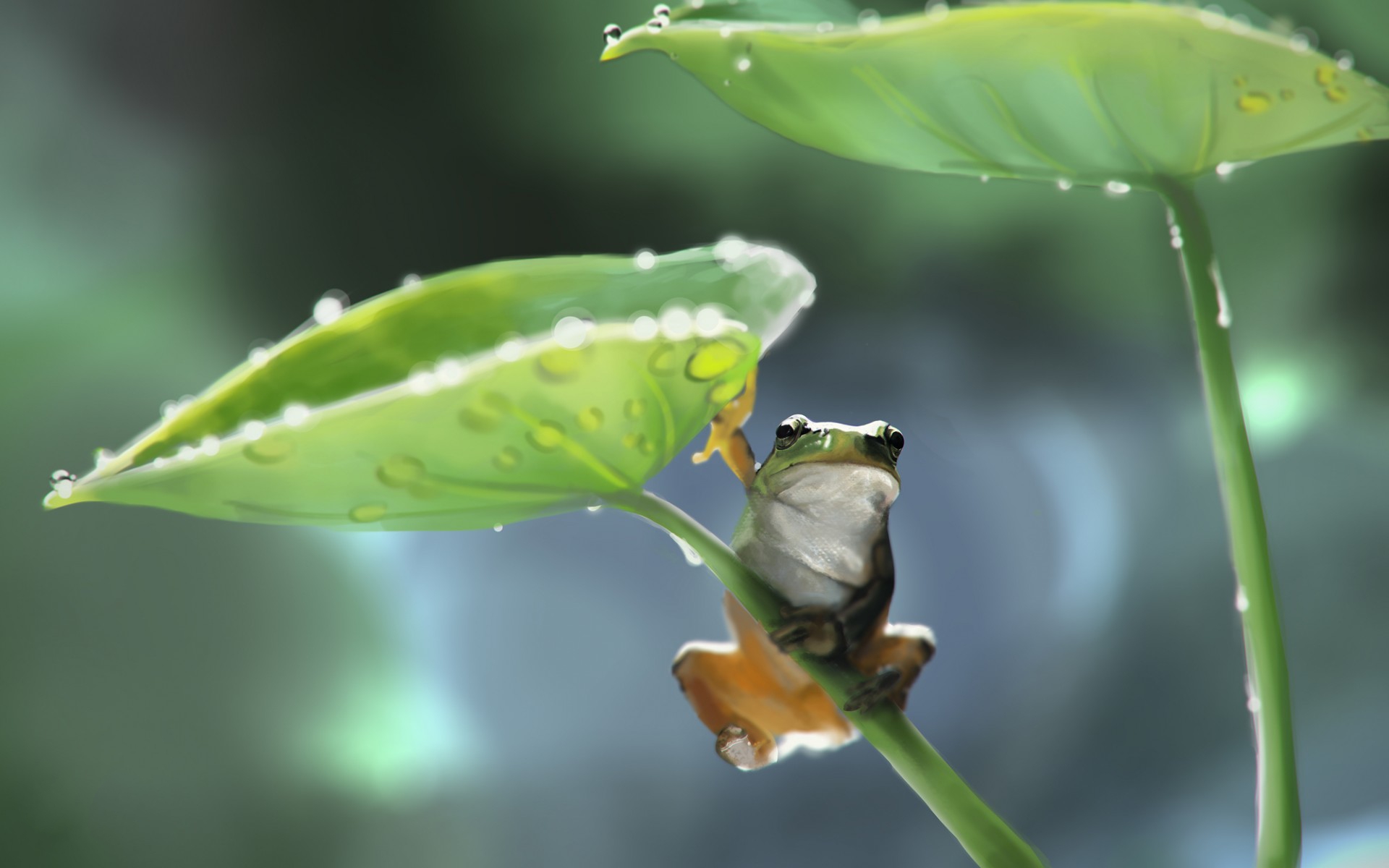 Animal Tree Frog HD Wallpaper