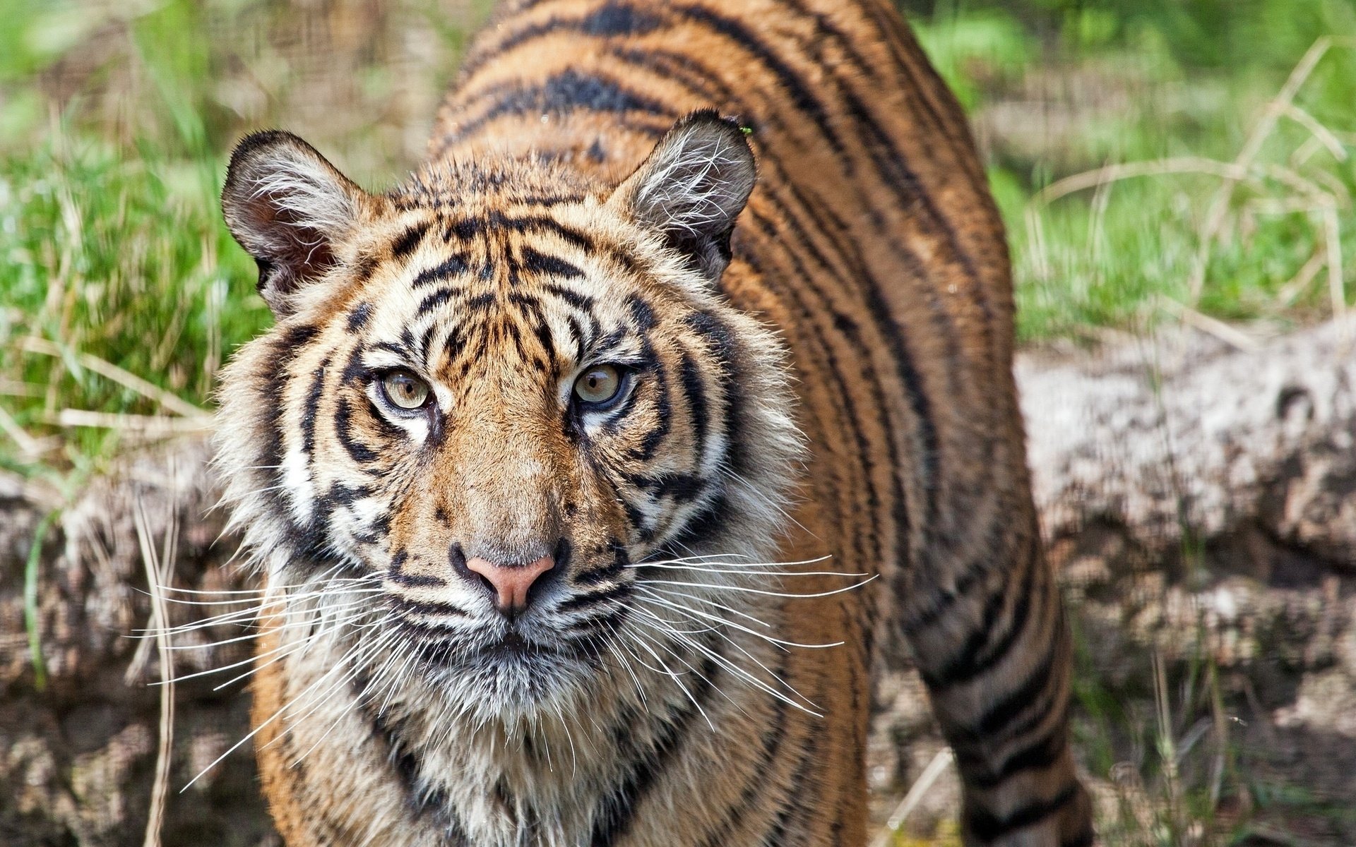 HD PC desktop wallpaper/background: close-up of a tiger in grass, intense stare, vivid orange-and-black stripes.