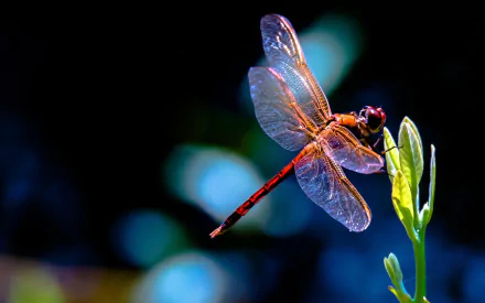 HD PC desktop wallpaper featuring a close-up of a vibrant dragonfly perched on a green plant against a softly blurred dark background.