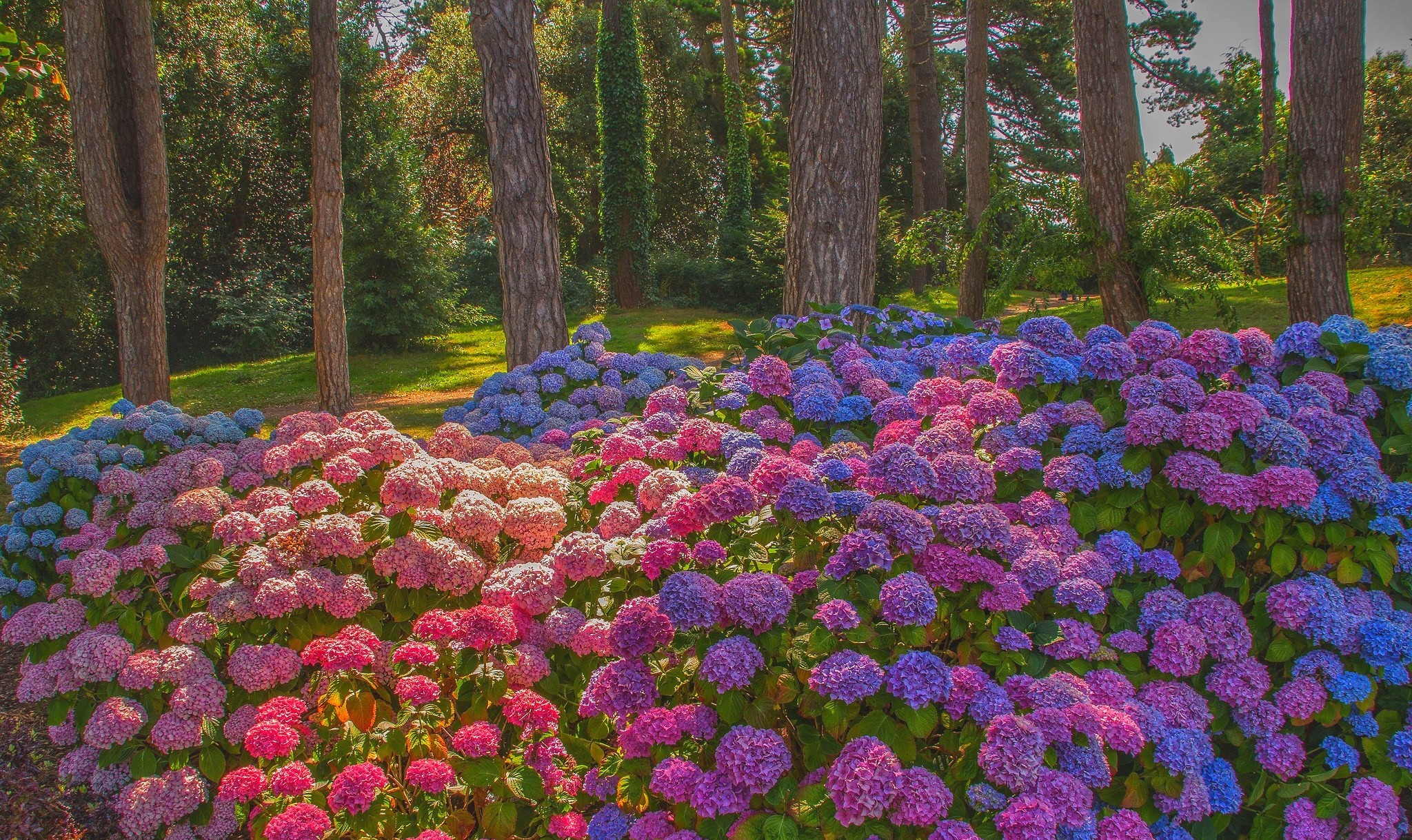 Hydrangea wallpaper flowers hi-res stock photography and images - Alamy