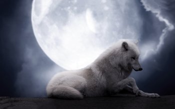 50 White Wolf Hd Wallpapers Background Images