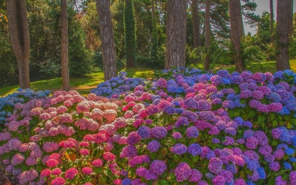 Nature Hydrangea Flowers HD Wallpaper | Background Image