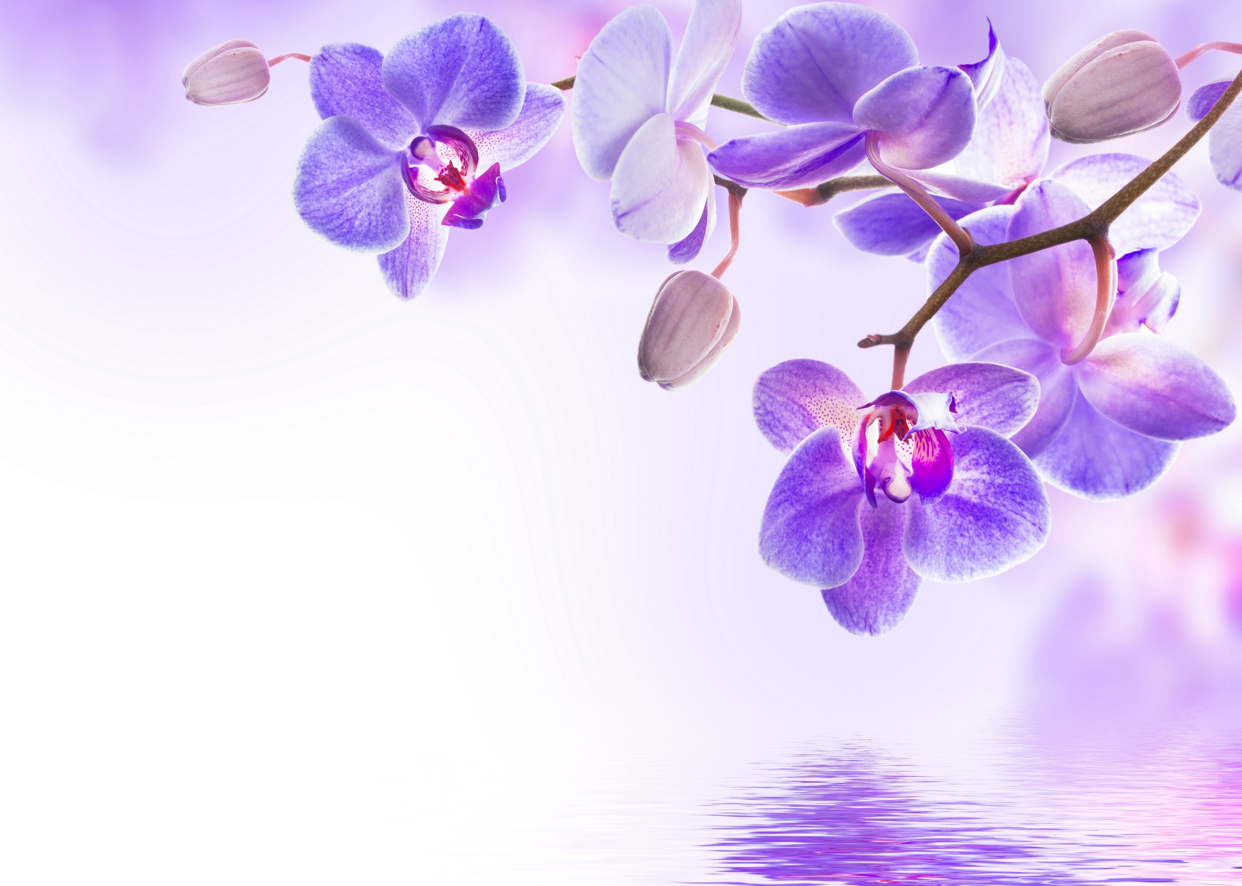 Nature Orchid 4k Ultra HD Wallpaper