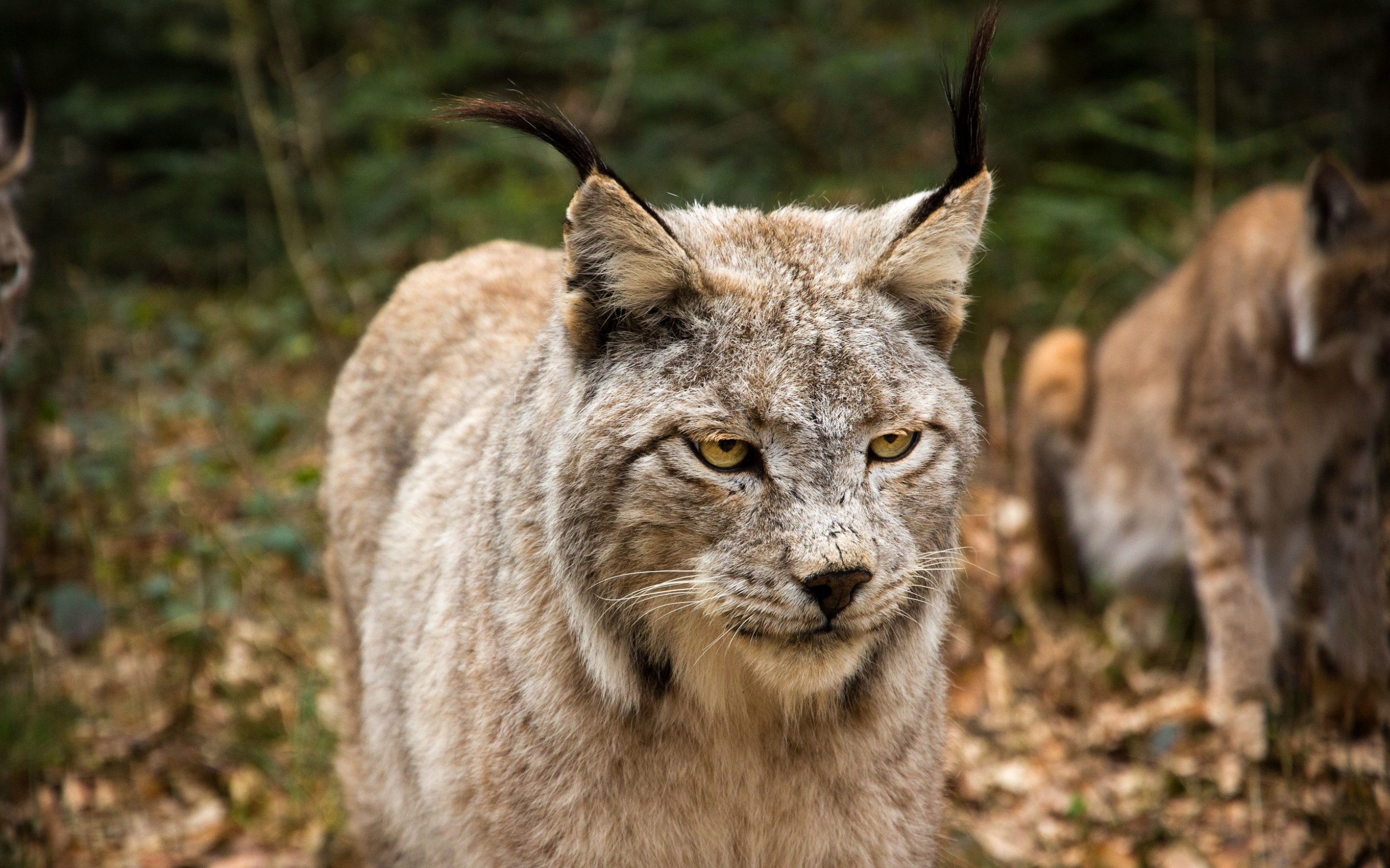 Download Animal Lynx HD Wallpaper