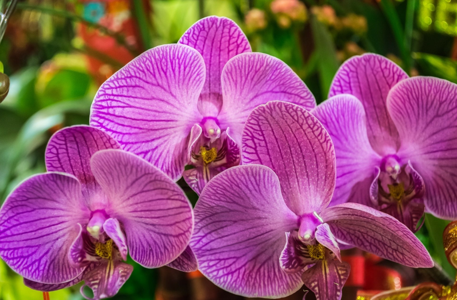 Download Nature Orchid HD Wallpaper