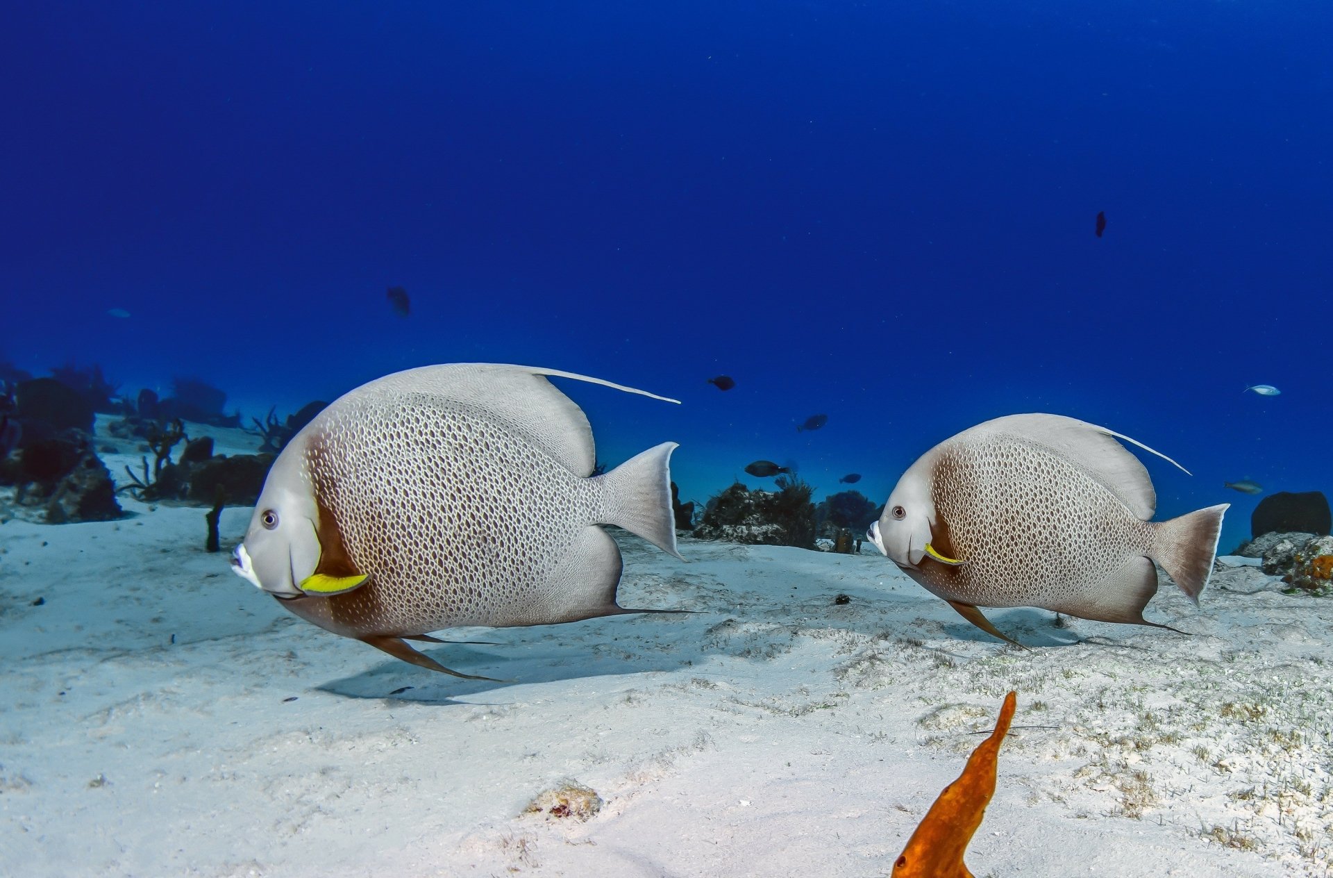 Download Underwater Sea Bed Animal Fish HD Wallpaper