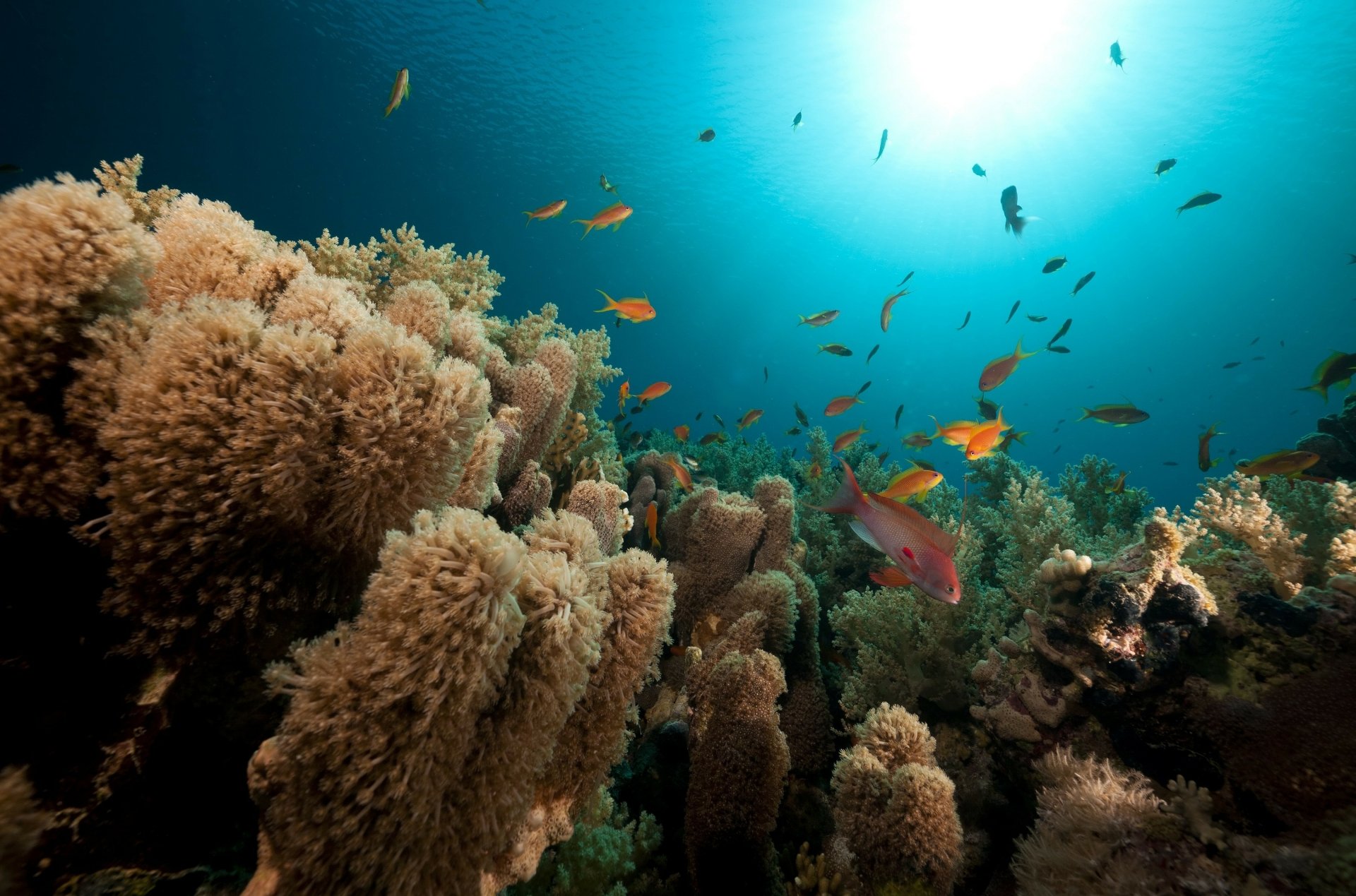 2K Quad HD Coral Reef — Vibrant Fish & Ocean Life Wallpaper