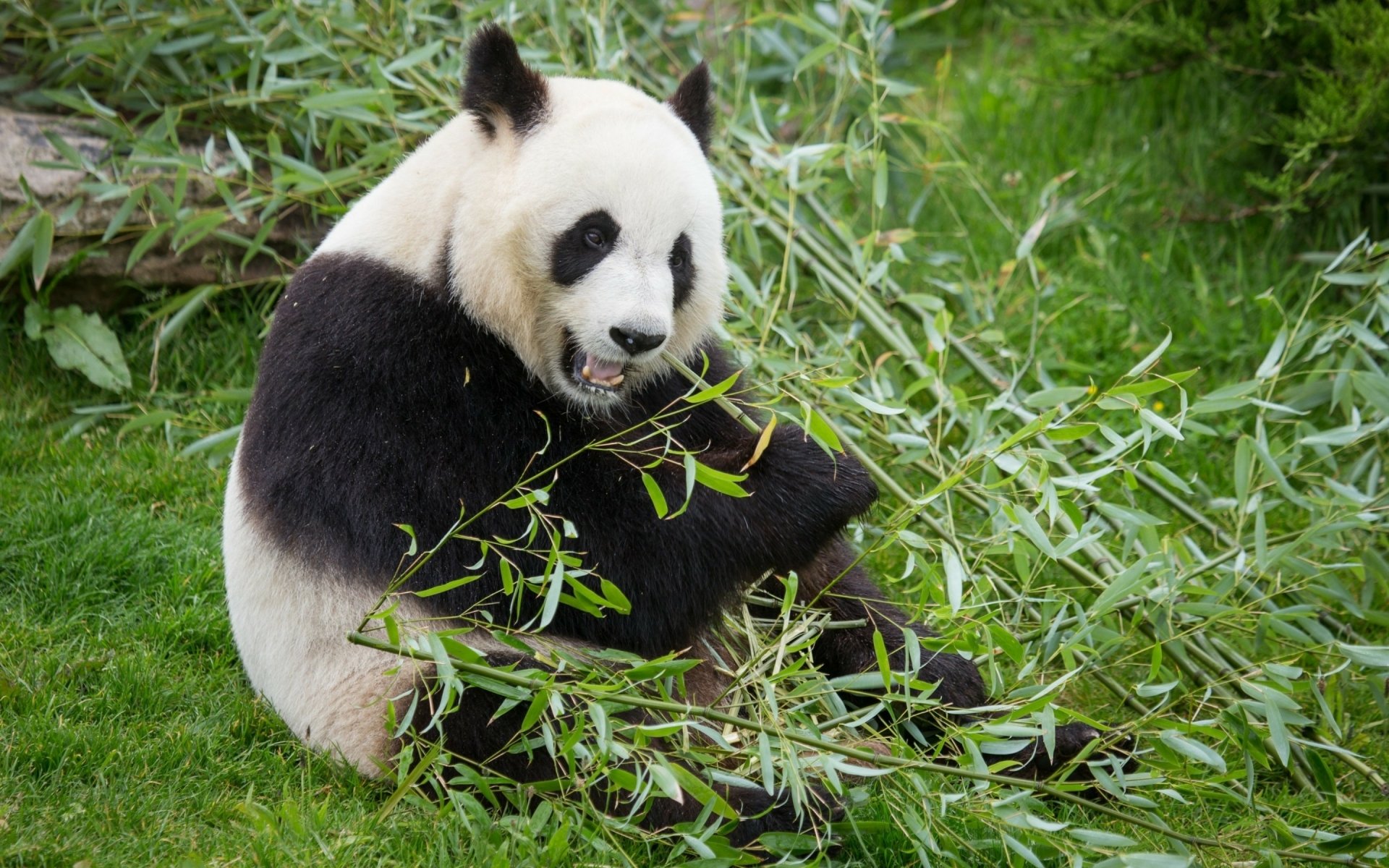 Bamboo Bliss — Panda 2K Quad HD Wallpaper | 2880x1800 | Wallpaper Abyss