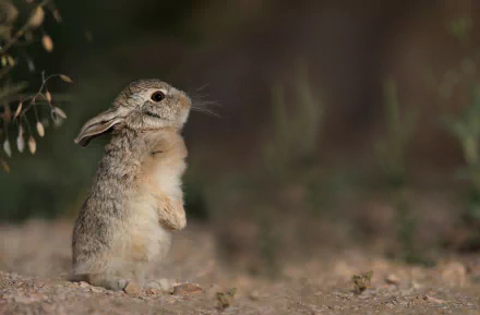 HD desktop wallpaper featuring a close-up of a hare standing alert on a natural, earthy background.