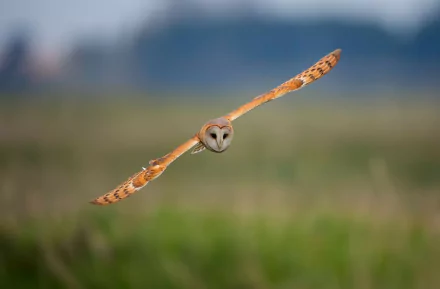 A majestic owl in flight, showcasing its striking plumage against a soft green background. This HD desktop wallpaper captures the beauty of wildlife in motion.