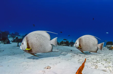 underwater sea bed Animal fish HD Desktop Wallpaper | Background Image