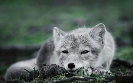 A serene Arctic fox rests on the ground, showcasing its soft fur and gentle expression. This HD image captures the beauty of this polar animal, making it an engaging desktop background.