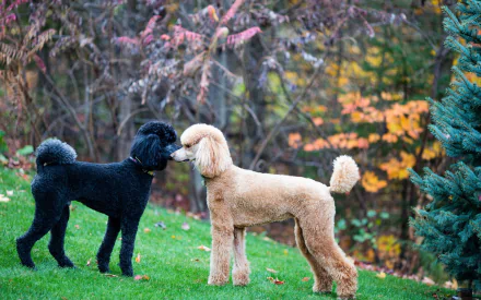 HD PC desktop wallpaper of two standard poodles (black and apricot) greeting on a grassy lawn with autumn foliage — dog, poodle, Animal.