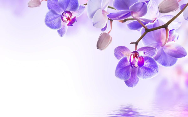 A serene scene featuring delicate purple orchids, set against a soft, light background, creating a tranquil nature-inspired atmosphere. A stunning 4K Ultra HD wallpaper.