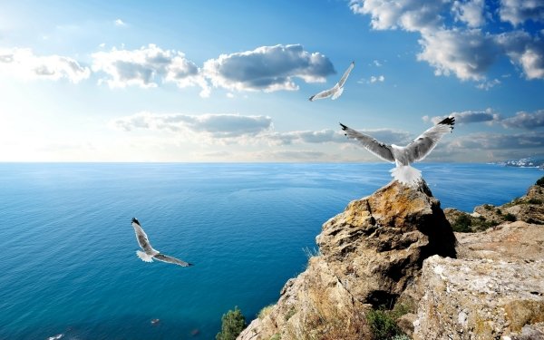 Animal Seagull Birds Seabirds Sea Sunshine Russia Bird Ocean Horizon Sky HD Wallpaper | Background Image
