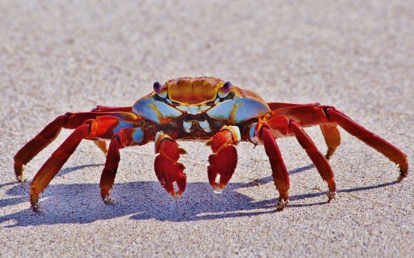 Animal Crab Claws Funny HD Wallpaper | Background Image