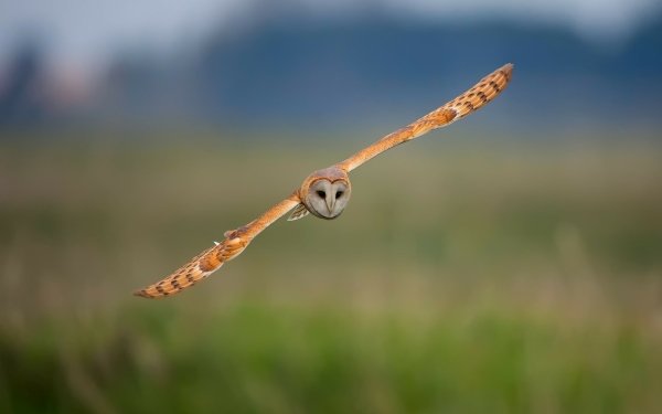 Animal Owl Birds Owls Flight HD Wallpaper | Background Image
