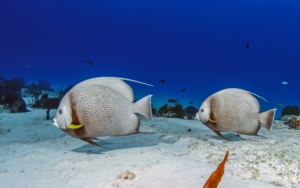 Animal Fish Fishes Sea Bed Underwater HD Wallpaper | Background Image