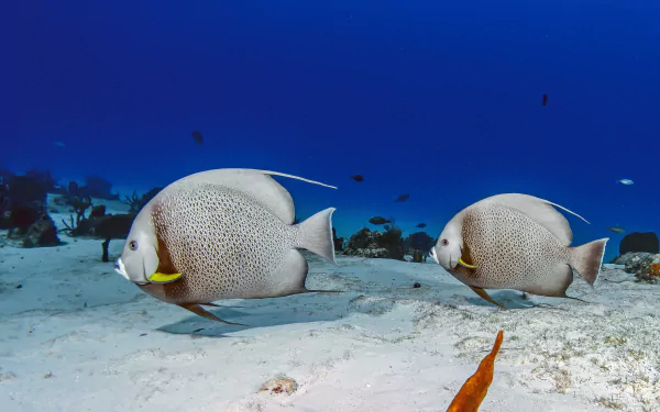 underwater sea bed Animal fish HD Desktop Wallpaper | Background Image