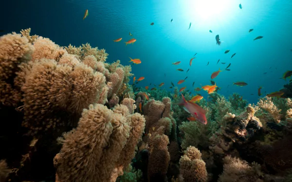 coral Animal fish HD Desktop Wallpaper | Background Image