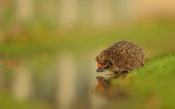 Animal Hedgehog Reflection Water HD Wallpaper | Background Image