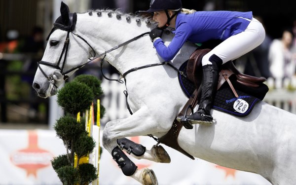 Sports Show Jumping Horse Equestrian HD Wallpaper | Background Image