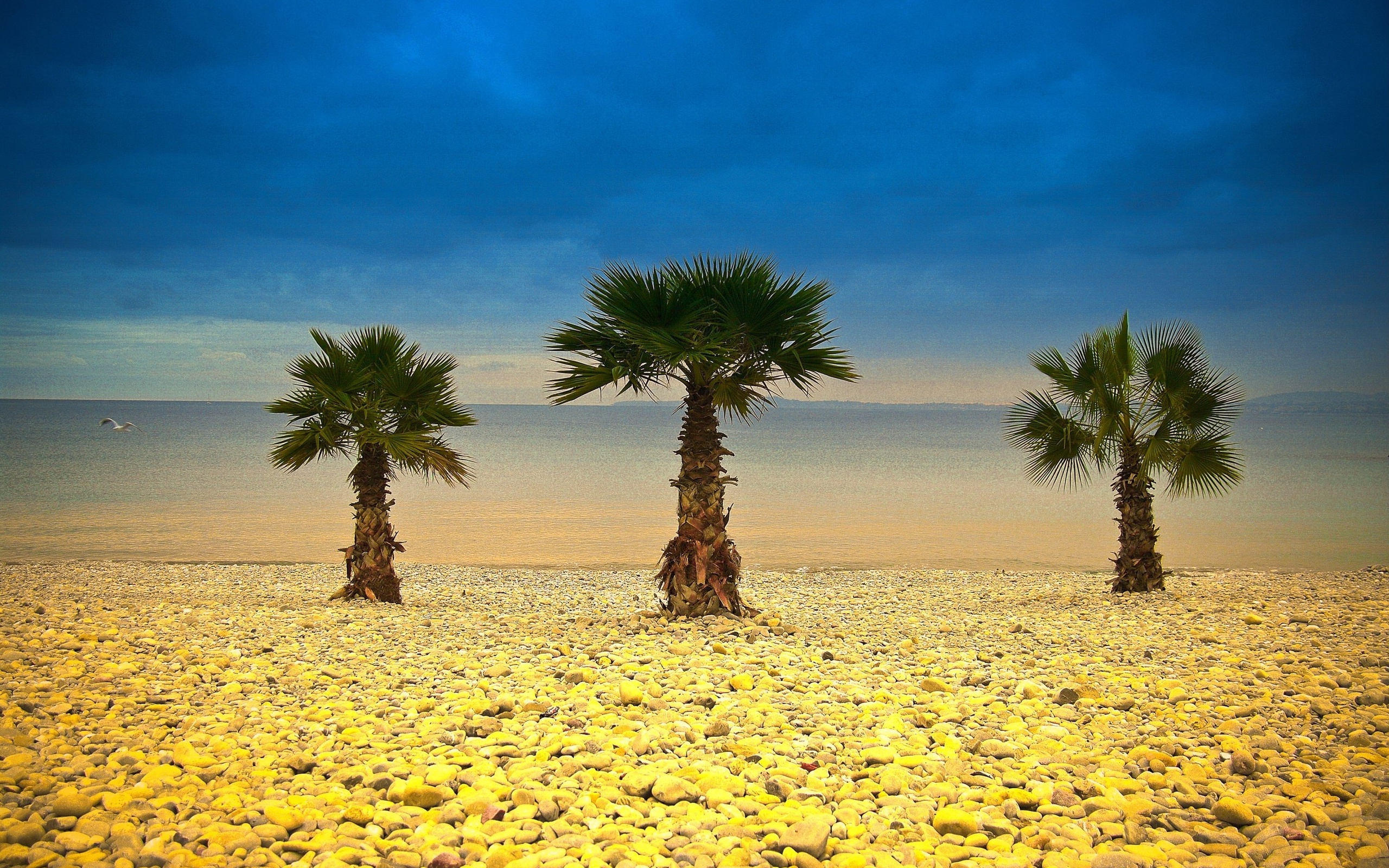 Palm Tree HD Wallpaper | Background Image | 2560x1600
