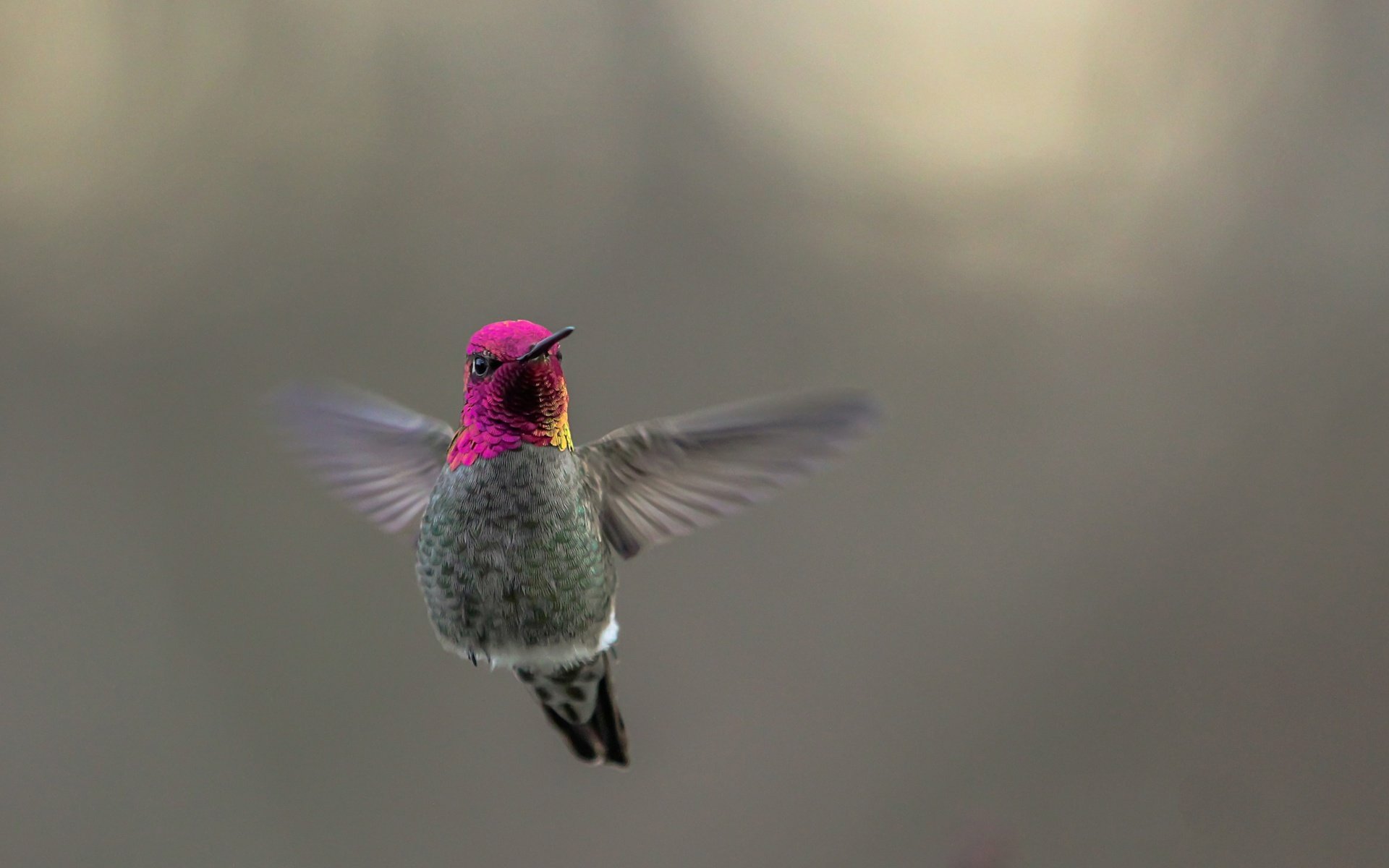 Hovering Jewel — Hummingbird HD Wallpaper by Christopher D Elliott ...